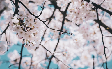 Beautiful cherry blossom sakura in spring time