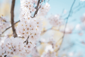 Fototapeta premium Beautiful cherry blossom sakura in spring time