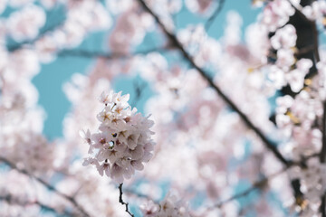 Beautiful cherry blossom sakura in spring time