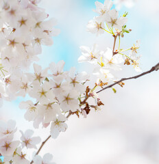 Beautiful cherry blossom sakura in spring time