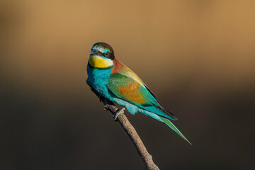 European Bee-eater (Merops apiaster) in its natural habitat	