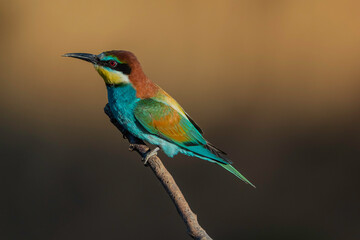 European Bee-eater (Merops apiaster) in its natural habitat	