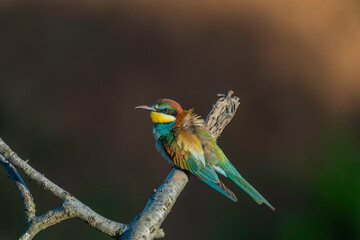 European Bee-eater (Merops apiaster) in its natural habitat	