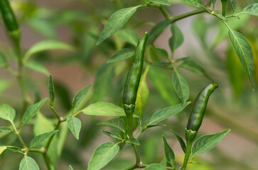 Close-up view green chili peppers