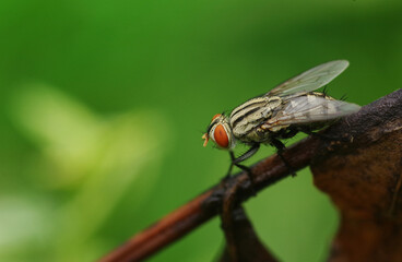 A fly on leaf perching on the decaying leaf
