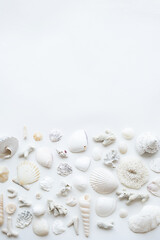 Fototapeta na wymiar Seashells aesthetic layout. Monochrome summery background.