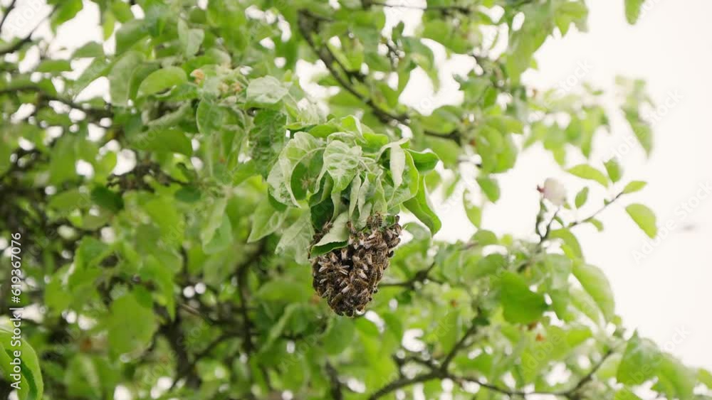 Poster a swarm of honey bees surround their hive located high up in a tree
