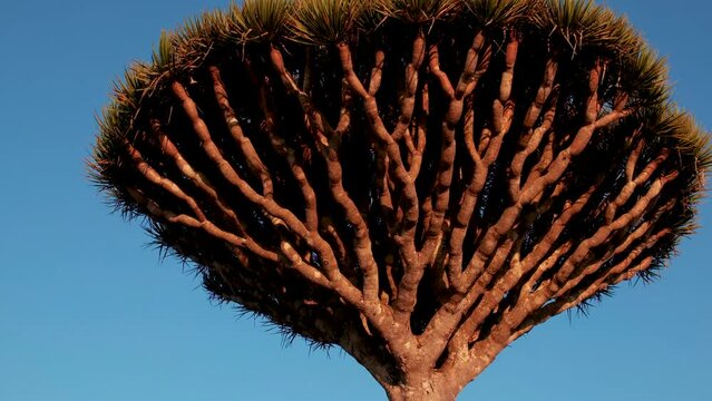 Dragon Blood Trees In Firhmin Forest Of Socotra Island, Yemen - tilt up