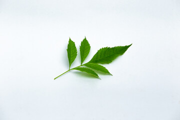 Green leaf on white background