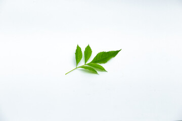 Green leaf on white background