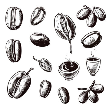 Coffee bean set line art sketch vector illustration. Black and white hand drawn image