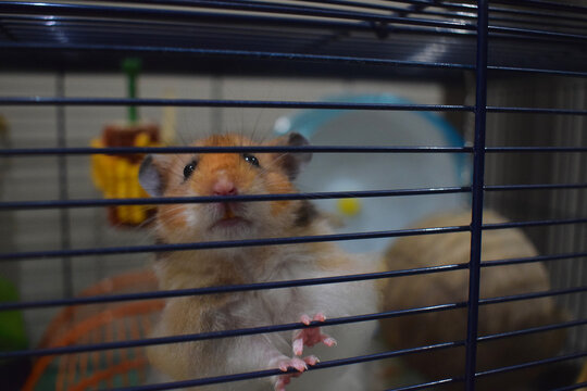 Syrian hamster biting cage bars cheap