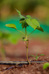 Indian farming cotton baby tree, small plant grow in farm