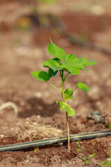 Indian farming cotton baby tree, small plant grow in farm