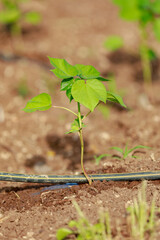 Indian farming cotton baby tree, small plant grow in farm