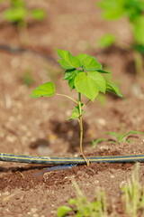 Indian farming cotton baby tree, small plant grow in farm