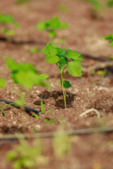 Indian farming cotton baby tree, small plant grow in farm