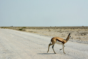 A lone gazelle crosses a road in Etosha National Park, Namibia against a backdrop of mountains. The view is blurred