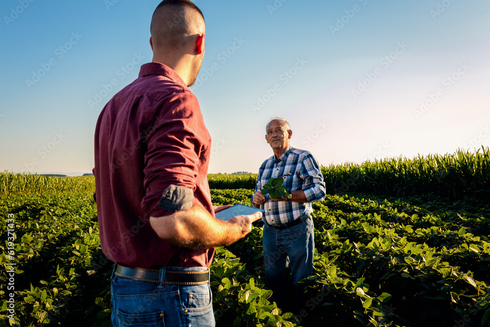 Wall mural two farmers in a field examining soy crop at sunset.