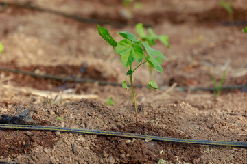 Indian farming cotton baby tree, small plant grow in farm