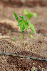 Indian farming cotton baby tree, small plant grow in farm