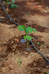 Indian farming cotton baby tree, small plant grow in farm