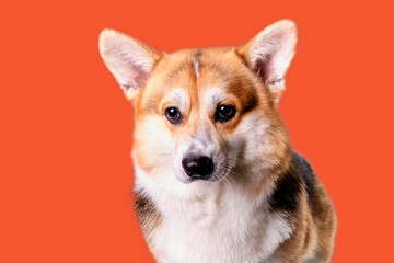 Portrait of a charming corgi dog on an orange background close-up.