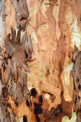 bark of tree texture background