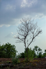 Obraz premium Indian farming cotton baby tree, small plant grow in farm