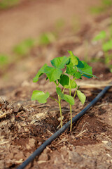Indian farming cotton baby tree, small plant grow in farm