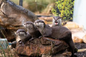Otters on the lookout