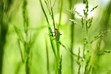 Lytta vesicatoria on a green meadow