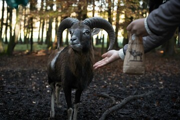 Person feeding a big horn sheep from a bag with food in a forest
