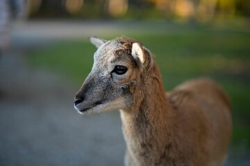 Closeup of a young female deer with beautiful big eyes in a park