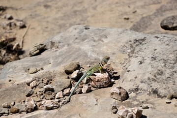 Lizard crawling on rocks in a desert