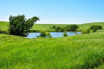 Scenic view of a tranquil lake surrounded by lush green grass and trees