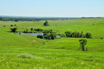 Scenic view of a lush green pasture with a little pond surrounded by trees and plants