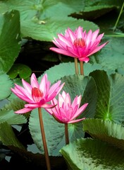 Vertical shot of blooming pink water lily flowers and lotus leaves