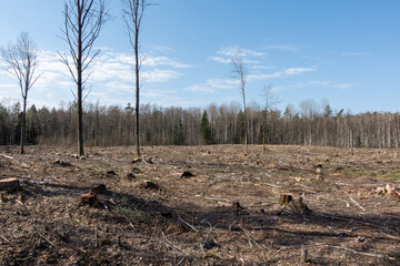 A felled forest against a blue sky. Destroying the environment.