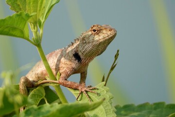 Closeup of a lizard perched on green leaves
