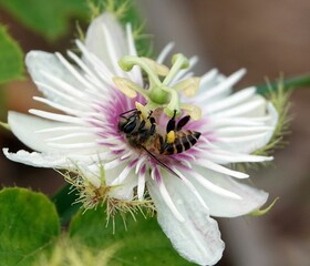 Closeup of a bee laying on a white flower with a purple center