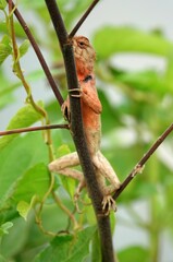 Close-up photo of a small red lizard perched atop a tree branch