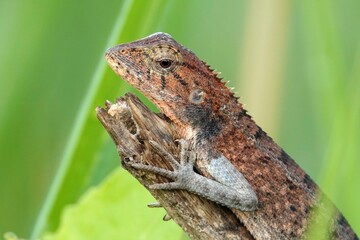 Close-up of a lizard perched on a branch surrounded by lush greenery