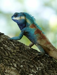 Closeup shot of a brightly colored lizard perched on a tree branch.