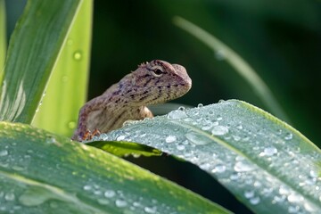 Lizard perching on plant leaf with water drops