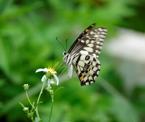 Closeup of a Papilio demoleus (Lime butterfly) perched on a flower