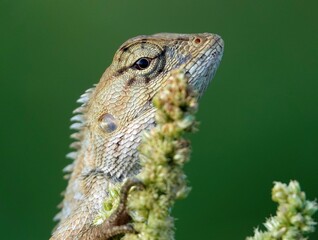 Closeup shot of an oriental garden lizard, Calotes versicolor.