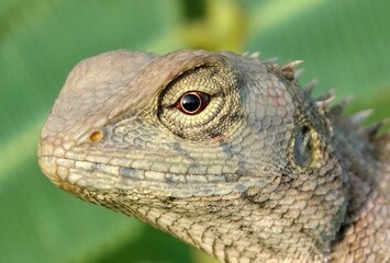 Closeup shot of an oriental garden lizard, Calotes versicolor.