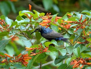 Male Palestine sunbird perched on a branch with lush green foliage and vibrant flowers.