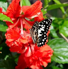 Closeup shot of a black and white butterfly on a vibrant red blooms in the garden